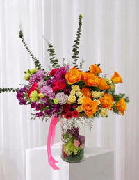 Occasion Collections