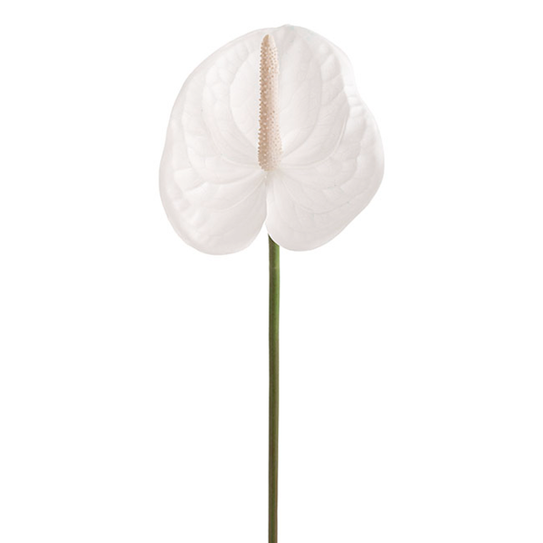 Anthurium White