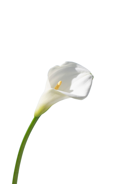 Calla Lily