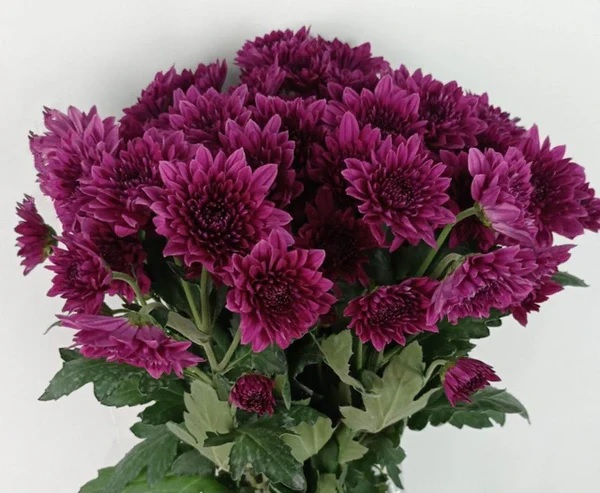 Purple Chrysanthemum