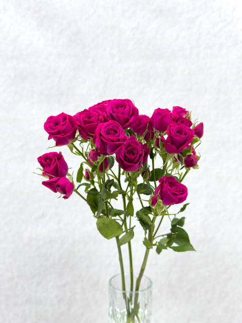 Dark Pink spray Rose