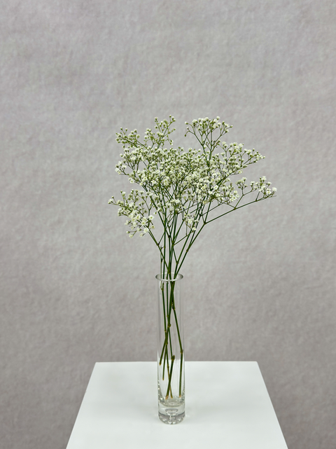 Gypsophila