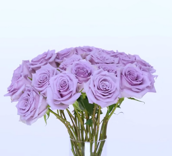 Lavender Rose
