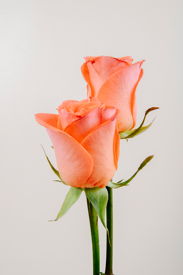Orange Roses
