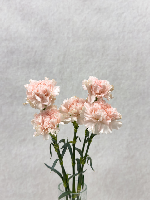 Peach Carnation