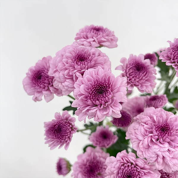 Pink Chrysanthemum