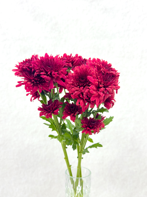 Red Chrysanthemum