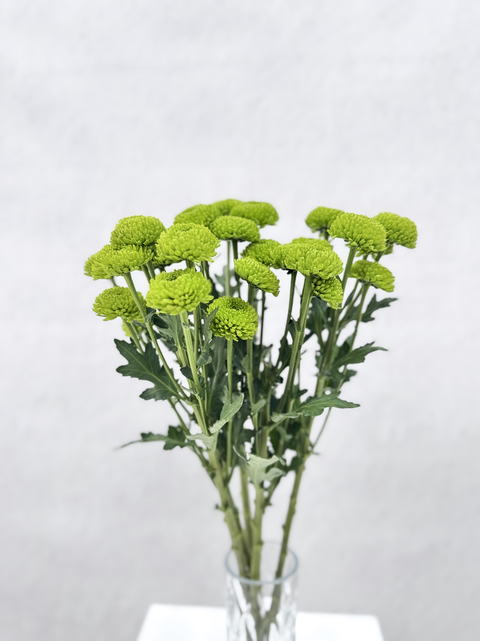 Santini Chrysanthemums