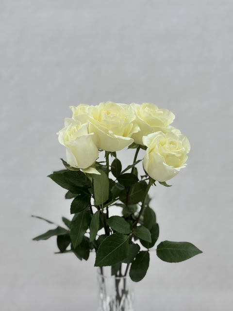 White Roses