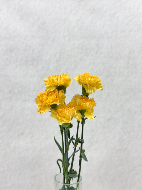 Yellow Carnation