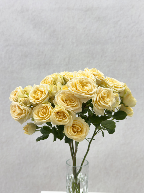 Yellow spray rose