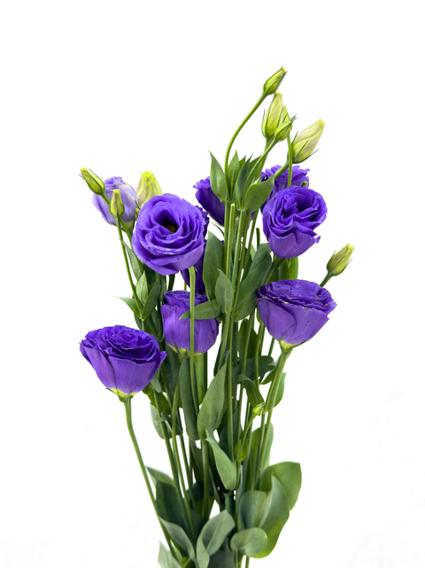 Purple Lisianthus