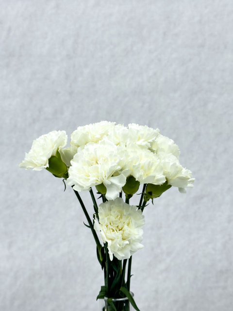 White Carnation
