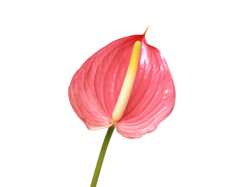 Anthurium Pink