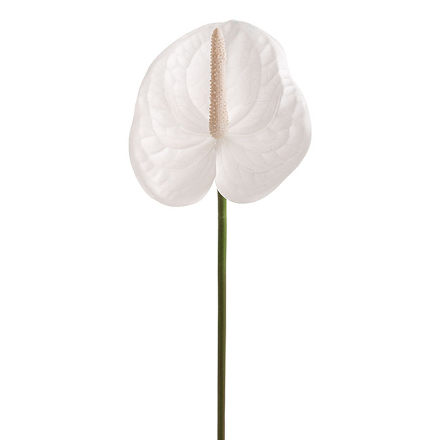 Anthurium White