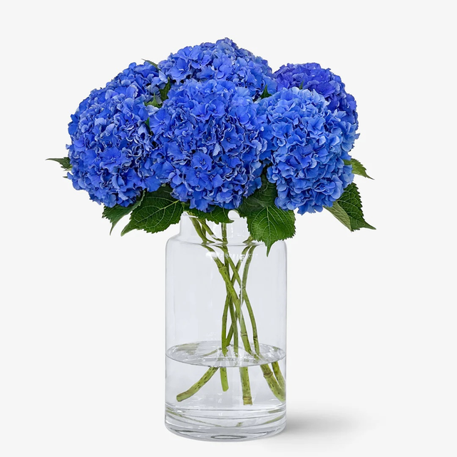 Blue Hydrangia