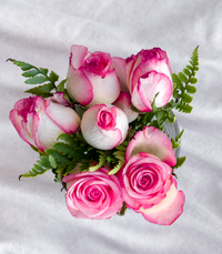Blush Pink Roses - 1