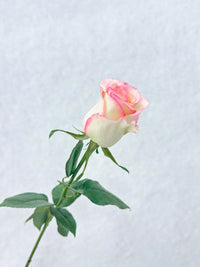 Blush Pink Roses - 2
