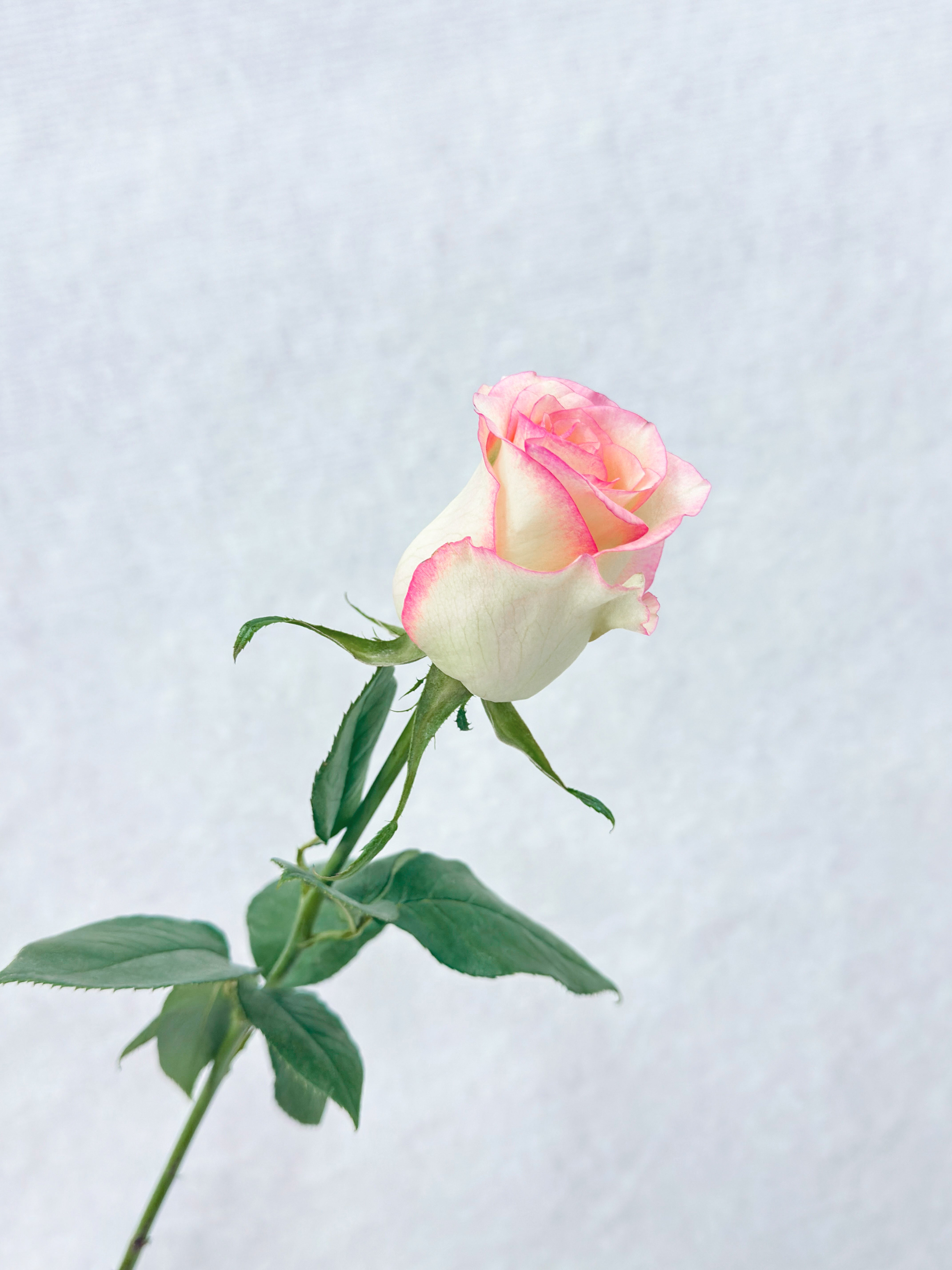 Blush Pink Roses