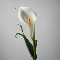 Calla Lily - 1