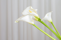 Calla Lily - 3