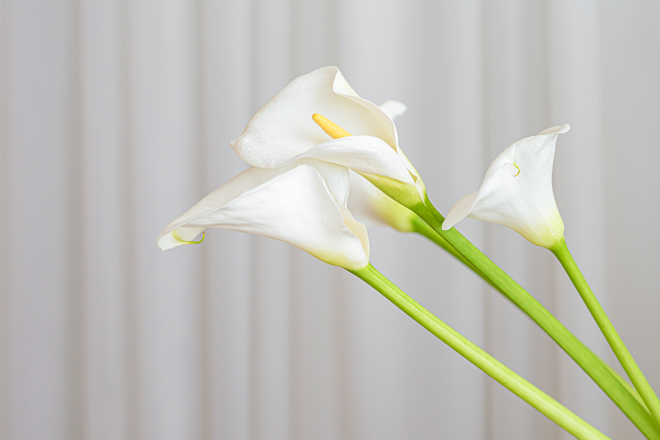Calla Lily