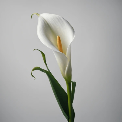 White calla lilies 5 sculptural elegant stems - luxury flowers Dubai