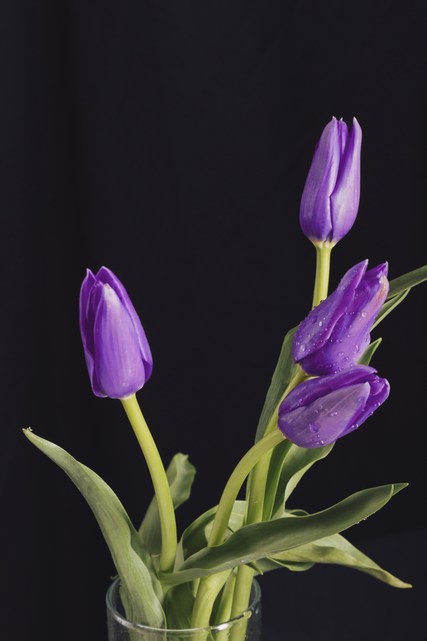 Tulip Dark Purple