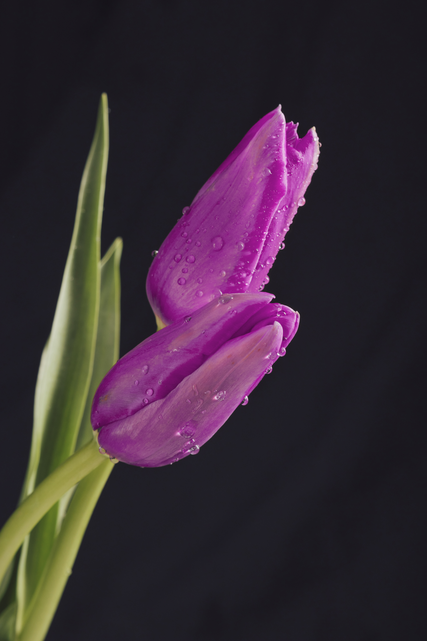 Tulip Dark Purple