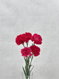 Dark Pink Carnation - 2