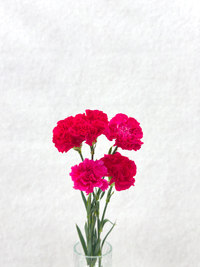 Dark Pink Carnation - 1