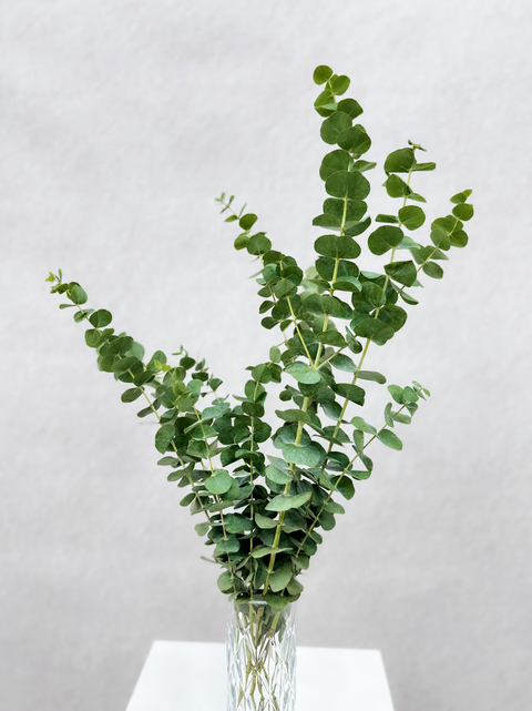 Eucalyptus