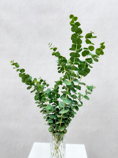 Fresh eucalyptus greenery bunch with silvery-green leaves - Flower Point Dubai