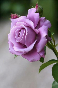 Lavender Rose - 1