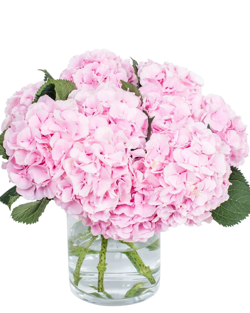 Pink Hydrangia