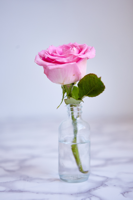 Pink Roses