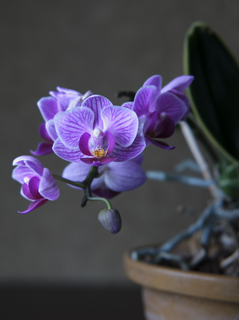 Purple Orchids