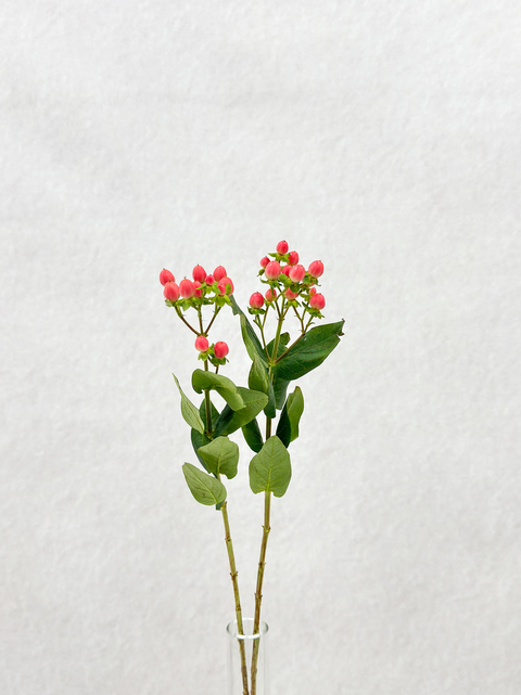 Red Hypricum