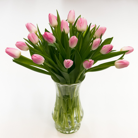 Tulip Light Pink
