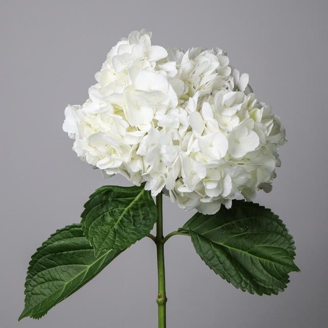 White Hydrangia