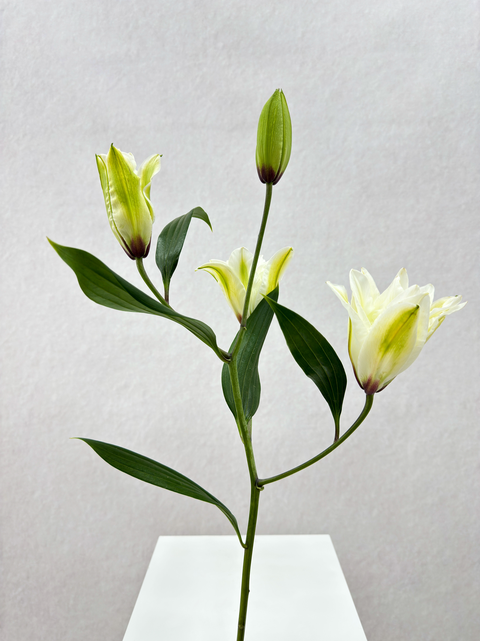 White Lily