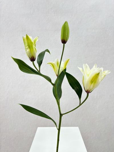 White lilies 10 fragrant long stems - flower delivery Dubai