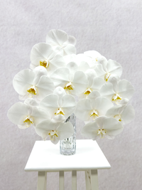White Orchid - 2