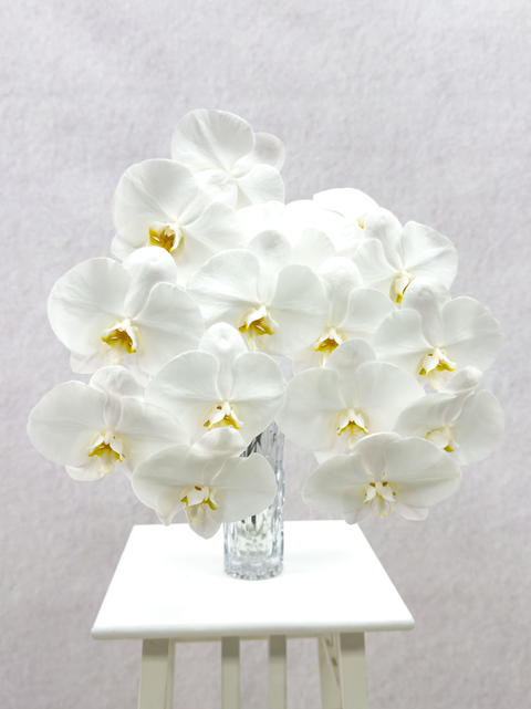 White Orchid