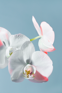 White Orchid - 1