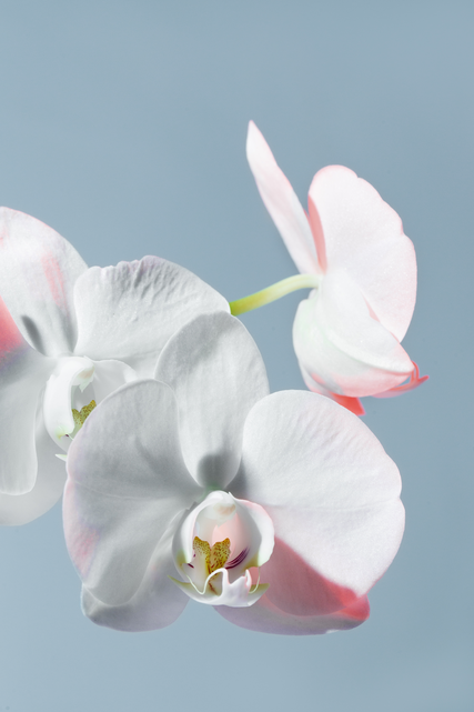 White Orchid