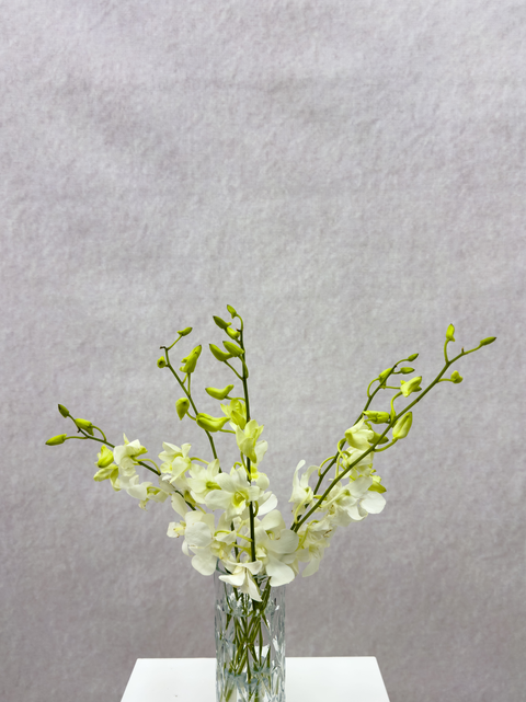 White Baby Orchid