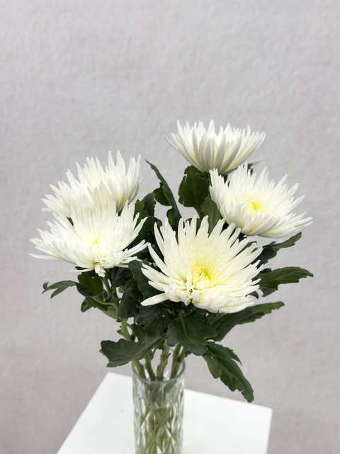 White Delistar